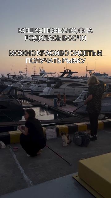 Сочи, отдых и местные кошки 🐈⬛