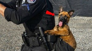 Когда Бог пошлет тебе самую смешную полицейскую собаку в мире  НОВЫЕ смешные видео с животными