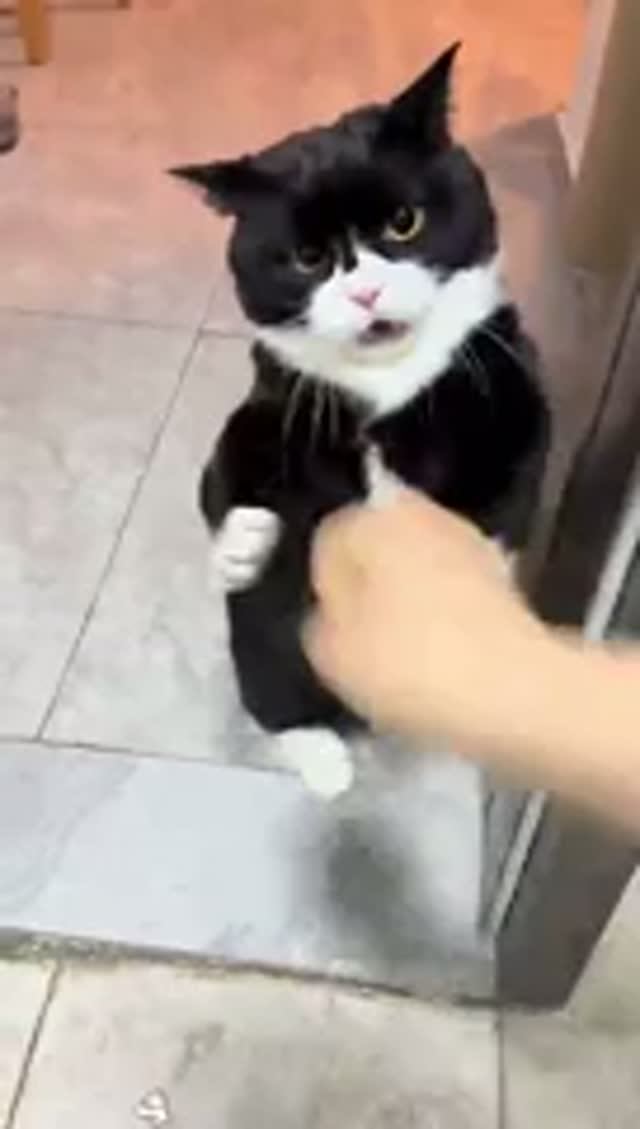 Котики - Забияки