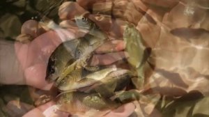 Почему некоторые считают что Карась - вредитель водоемов?