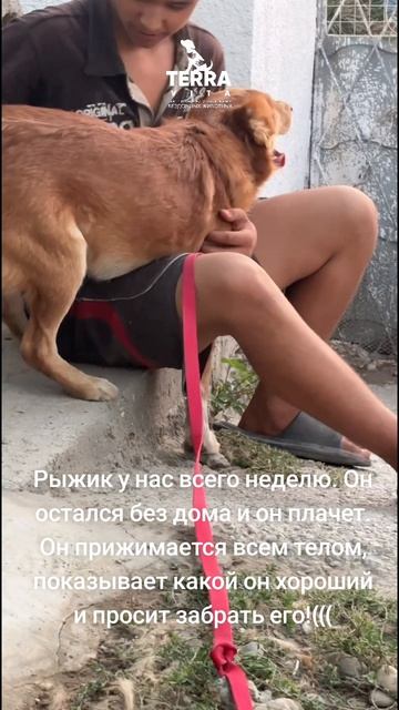 Рыжик плачет
