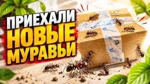 ПРИЕХАЛИ НОВЫЕ МУРАВЬИ