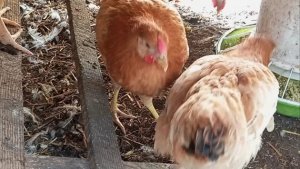 Захромал мой Полтавский петушок😔 Попробую Е- селен, вдруг поможет. Другого петушка нет😢