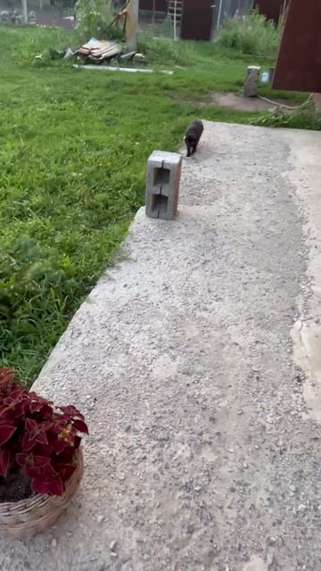 Они сами сбежали 😀