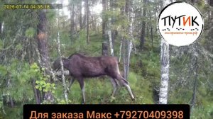 Приманка на лося и косулю «Путик-Сохатый». Видео работы на фотоловушку