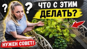 ВЛОГ ! Наши РОЗЫ !