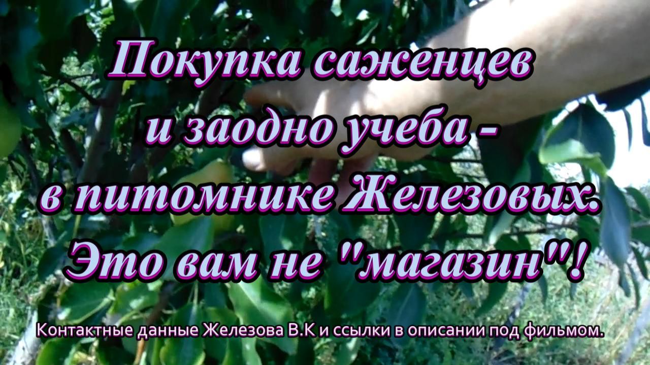 Покупка саженцев и заодно учеба - в питомнике Железовых. Это вам не магазин!