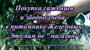 Покупка саженцев и заодно учеба - в питомнике Железовых. Это вам не магазин!
