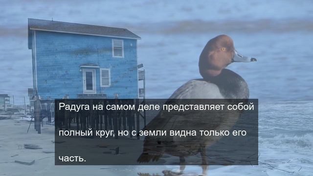 Большой брать 1984 дает силу 17