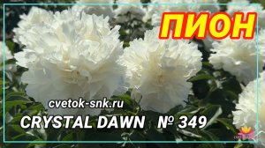 ПИОН «CRYSTAL DAWN»/Сад Ворошиловой