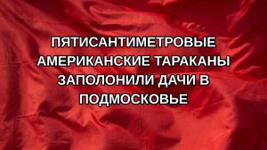 Пятисантиметровые американские тараканы заполонили дачи в Подмосковье