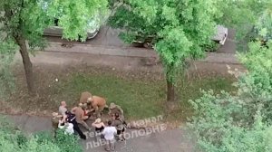 На Украине продолжаются массовые облавы на мужчин призывного возраста.