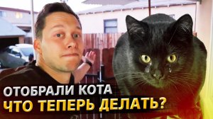 Все серии ! / Сосед афроамериканец забрал у меня кота / Свич 2.39