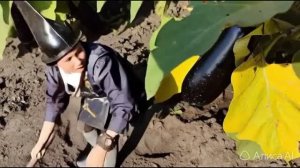Баклажаны ( синенькие ) 🍆🍆🍆