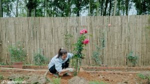 Молодая женщина, живущая одна в сельской местности и выращивающая розы в своем маленьком саду.