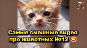 Самые смешные видео про животных №12 😂