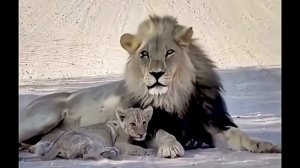 Не беспокой папу! 🦁