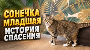 Сонечка младшая. История спасения.