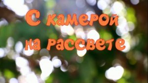 С камерой на рассвете
