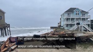 Безусталые пения птиц 3