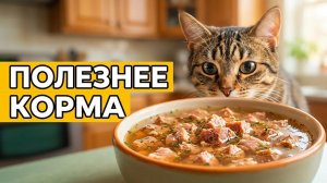 Рецепты влажного корма для кошек своими руками： здоровые почки и аппетит 🐾