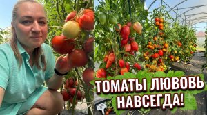 Эти ТОМАТЫ-ЛЮБОВЬ НАВСЕГДА!