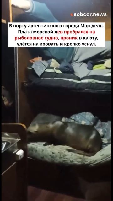 Рыбаки пришли в каюту и не поверили, кто храпит на их кровати #прикол #юмор #животные #рыбалка