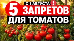 ПОСЛЕ 1 АВГУСТА НЕ ДЕЛАЙТЕ ЭТО С ТОМАТАМИ - НЕ УСПЕЮТ ПОКРАСНЕТЬ!