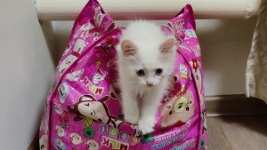 Кошка отдыхает, а её котята весело играют. Счастливая кошачья семья