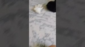 весь 2 сезон животные ПРОТИВ БЕРНОТОВ
