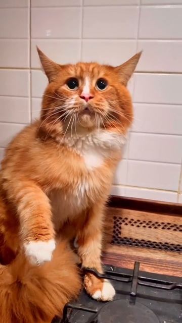 Тигр🐱#тигр