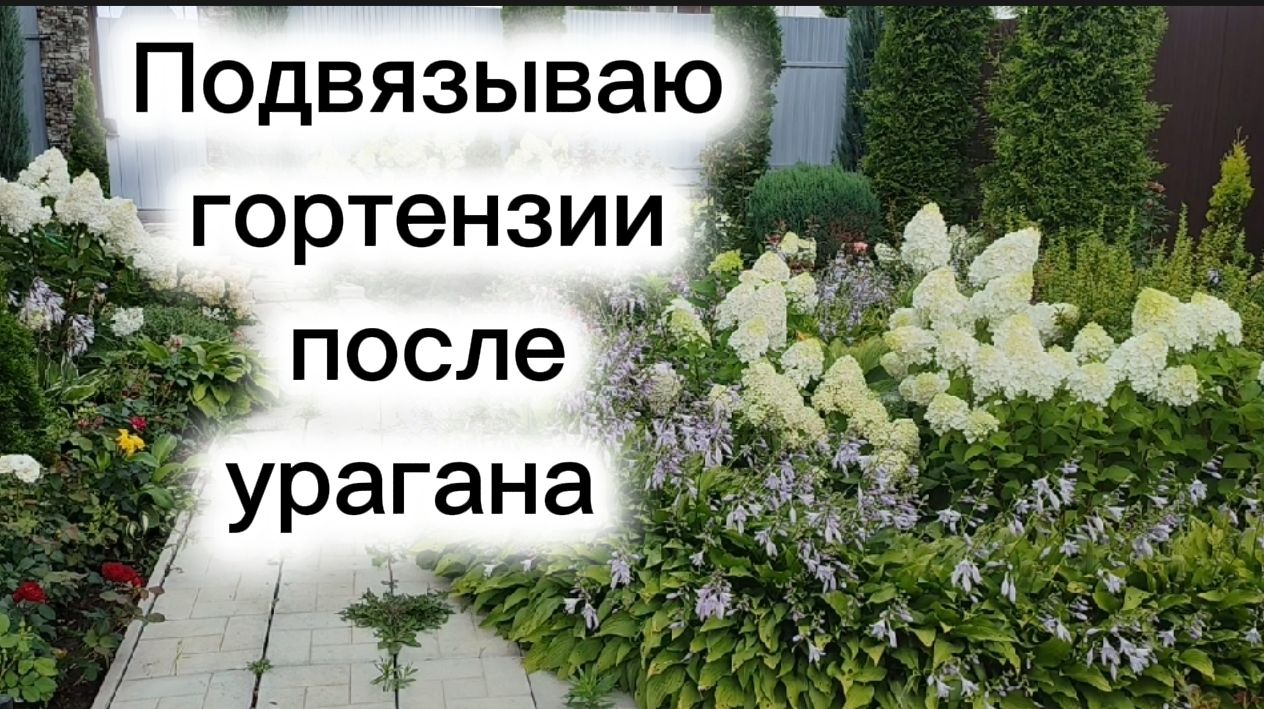 Подвязываю гортензии после урагана