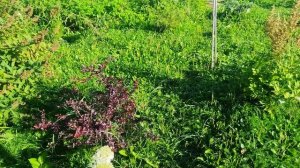 09.08.2026г Курочки 🐔 огороженные.Своя территория.Всё заросло травой.🌿 Сегодня день покоса