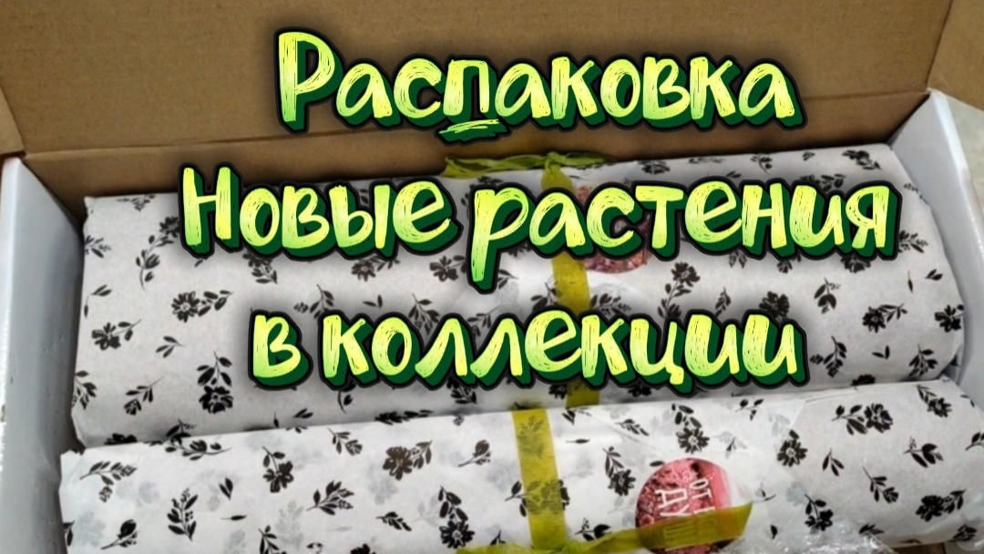 Распаковка посылки с новыми растениями. Угадайте, кто там? 🫣