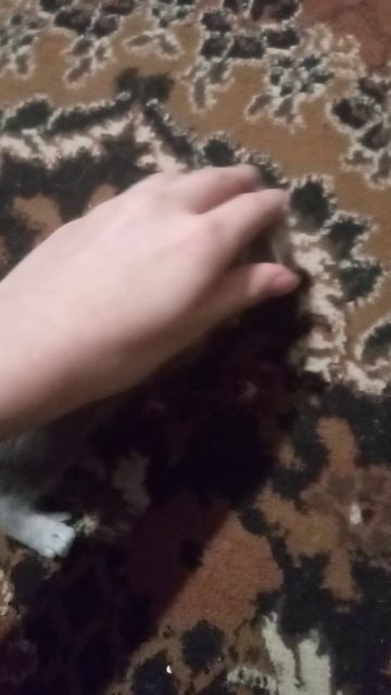 3 котята