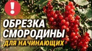 КОГДА и КАК обрезать смородину, чтобы собирать её вёдрами