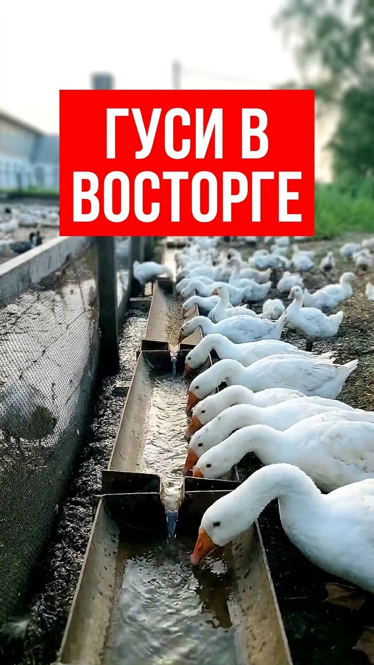 ГУСИ В ВОСТОРГЕ! 🦢 Сделал поилку из обрезков трубы 🛠️🦢