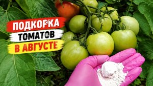 Подкормка томатов во второй половине лета в августе для укрупнения помидор.