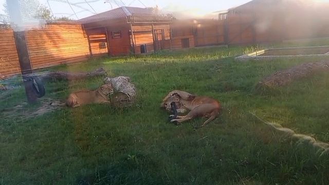 IAXH0350_08.08.2026-Видео от Ивана