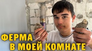 КАК ВЫЖИВАЮТ РУССКОЯЗЫЧНЫЕ ДЕТИ  В УРУГВАЕ: НИКТО НЕ ОЖИДАЛ что я ЗАВЕДУ ПЕРЕПЕЛОК в своей комнате
