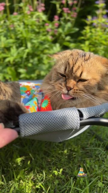 Обожаю малину! А вы? котики малина юмор
