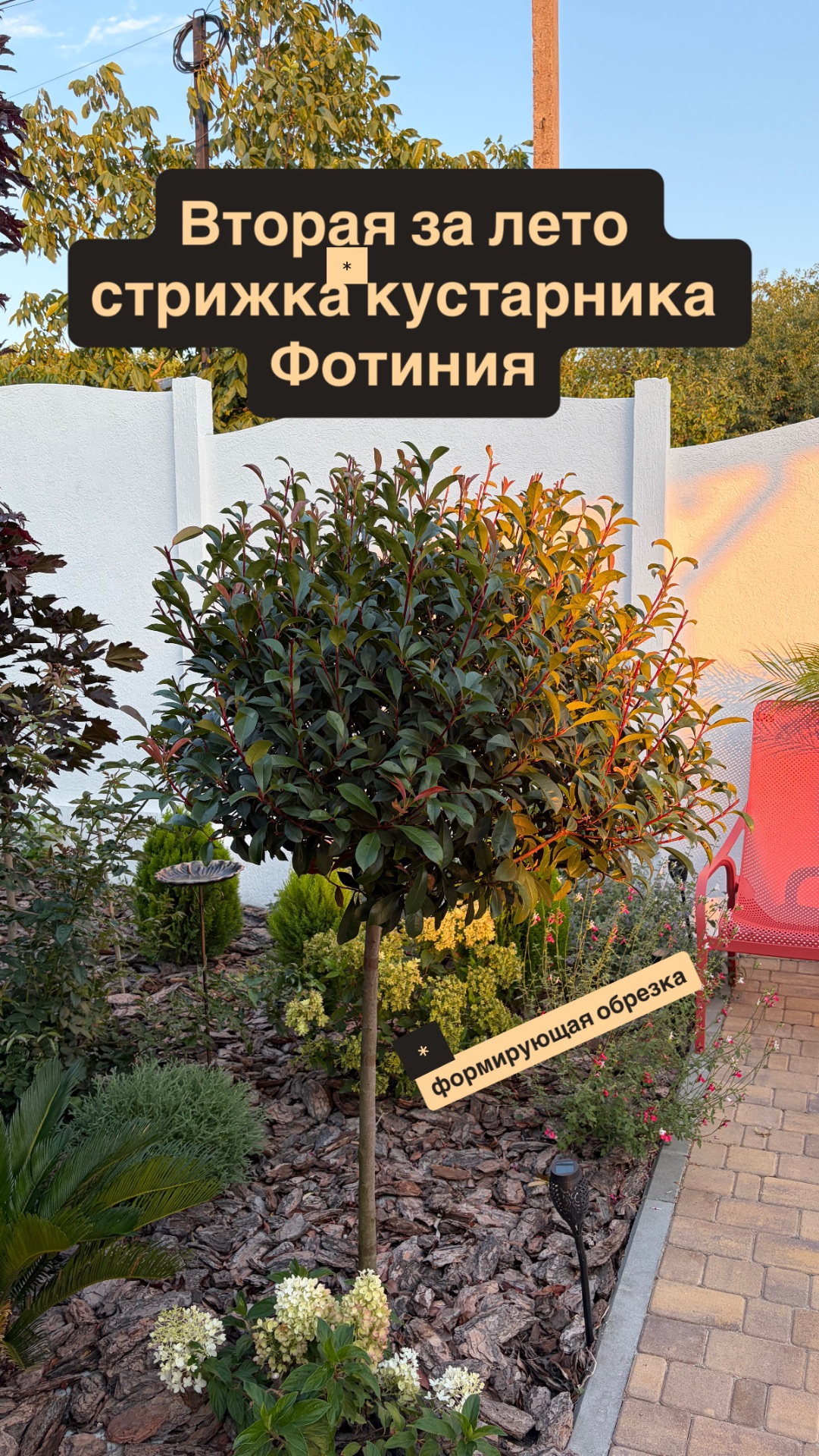 Формирующая обрезка(стрижка) Фотинии второй раз за лето