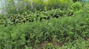 огород и заготовки на зиму