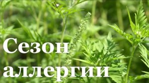 Сезон аллергии начался в ЛНР/ Специальный репортаж/ События недели