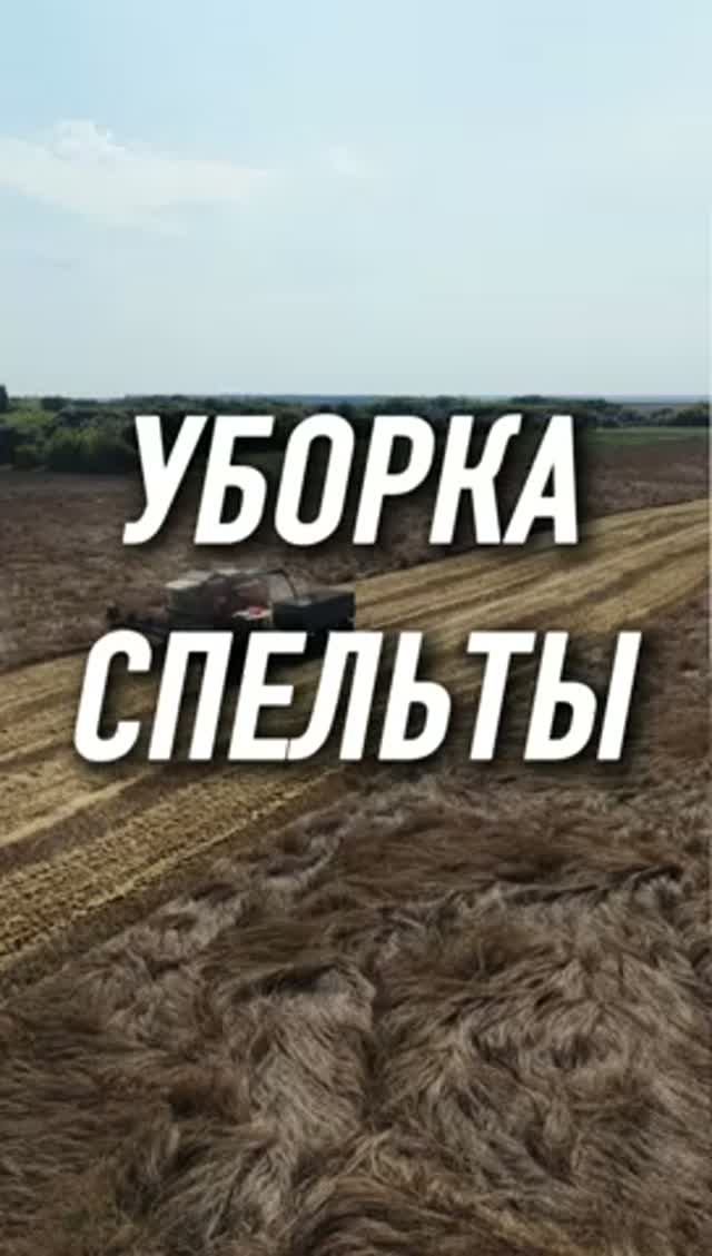 Спельта - вид дикой пшеницы. Наш первый сезон с этой культурой. #AUM #YogaFerma #спельта #фермер