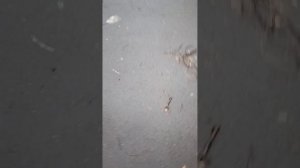 Погода в Бузулуке сегодня
