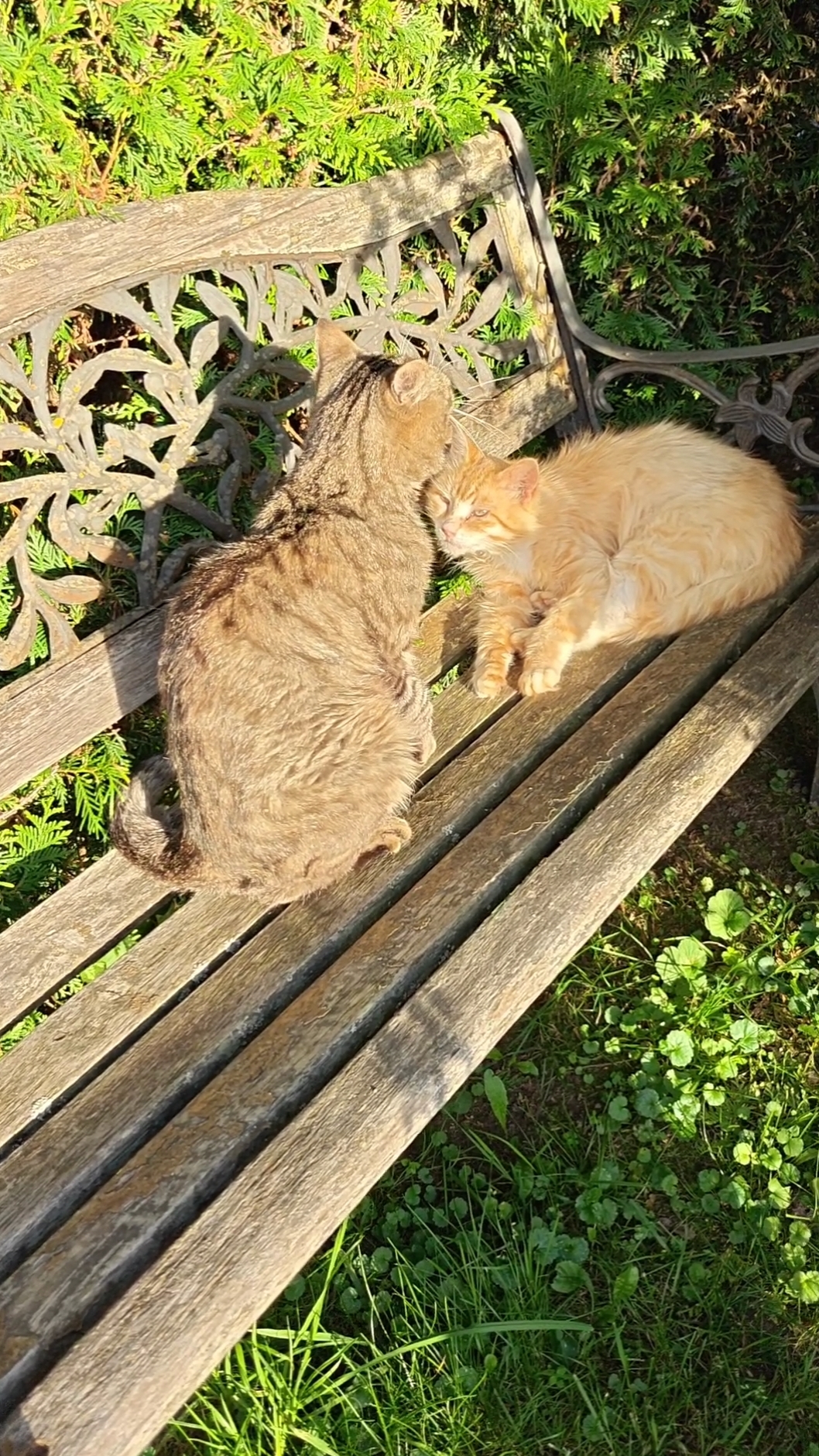 В полку прибыло! Но что-то все травмированные, и Мяу лапу повредил..:( #trending #cat #дача #кот