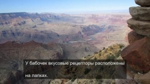 Прерасное цветение цветов 8