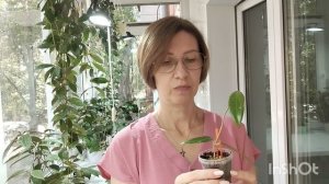 Обзор мойх хой, продолжение.👀🌿🌺