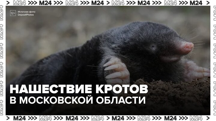 Нашествие кротов зафиксировали в Московской области - Москва 24в Московской области